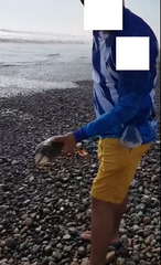 Pseudobatos planiceps