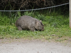 Vombatus ursinus hirsutus