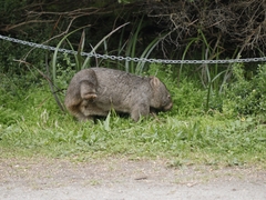 Vombatus ursinus hirsutus