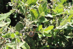 Quercus microphylla