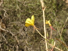 Oenothera longissima
