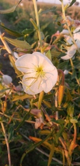 Oenothera nuttallii