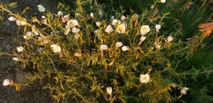 Oenothera nuttallii