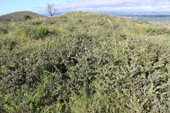 Quercus microphylla