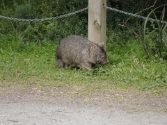 Vombatus ursinus hirsutus