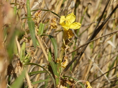 Oenothera longissima