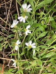 Scaevola albida