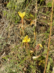 Oenothera longissima