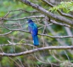 Trogon melanocephalus