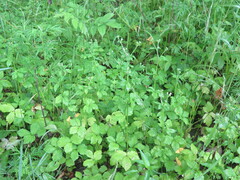Sanicula chinensis