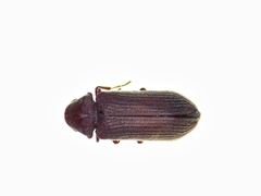 Anobium punctatum