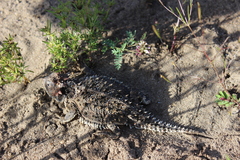 Phrynosoma orbiculare