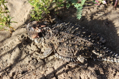 Phrynosoma orbiculare