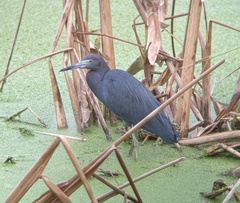 Egretta caerulea