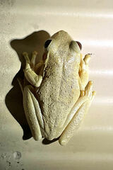 Litoria rothii