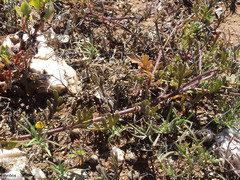 Dimorphotheca pinnata
