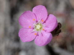 Drosera pulchella