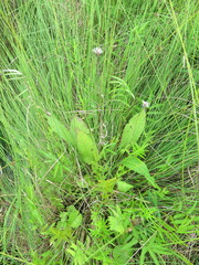 Saussurea amurensis
