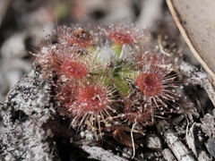 Drosera pulchella