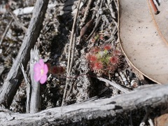 Drosera pulchella