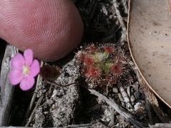 Drosera pulchella