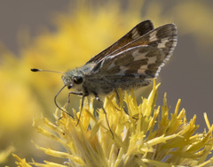 Hesperia juba