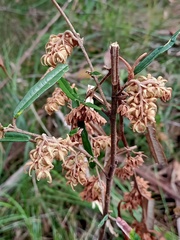 Lasiopetalum ferrugineum