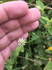 Alternanthera flavescens