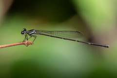 Prodasineura collaris