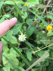 Alternanthera flavescens
