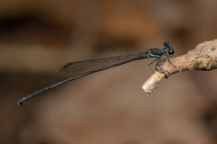 Prodasineura collaris