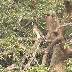 Buteo lineatus