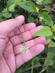 Alternanthera flavescens