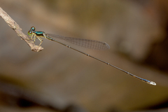 Amphicnemis gracilis