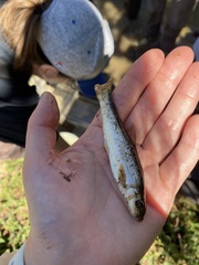 Campostoma oligolepis