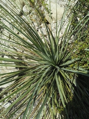 Nolina durangensis