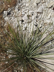 Nolina durangensis
