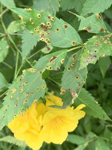 yellow trumpetbush gall rust