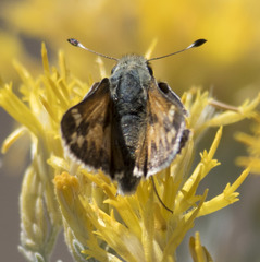 Hesperia juba