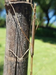 Schizomantodea
