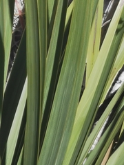 Nolina durangensis