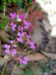 Stylidium lineare