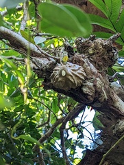 Hydnophytum formicarum