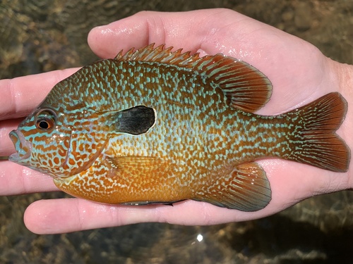 Longear Sunfish
