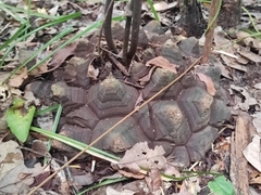 Dioscorea mexicana