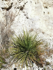 Nolina durangensis