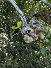 Hydnophytum formicarum