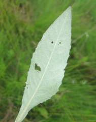 Saussurea amurensis