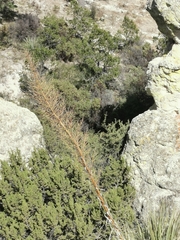 Nolina durangensis
