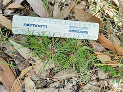 Stylidium lineare